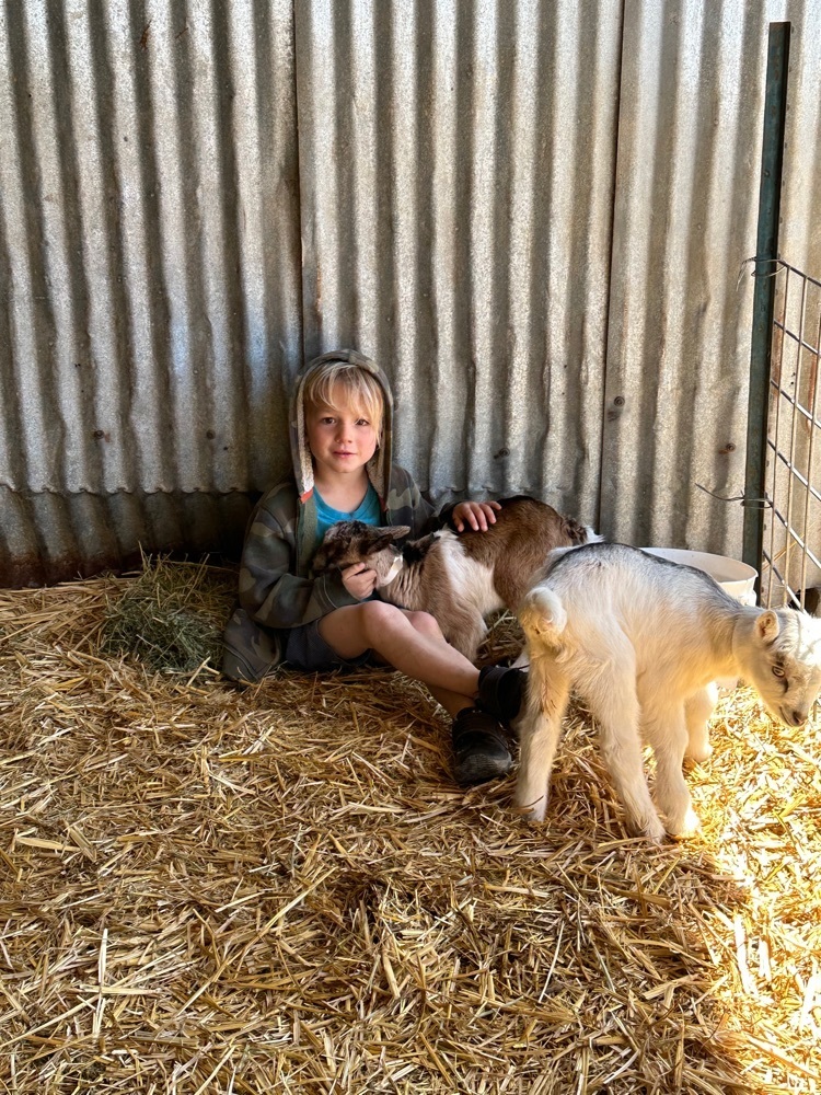 a kid with goats 