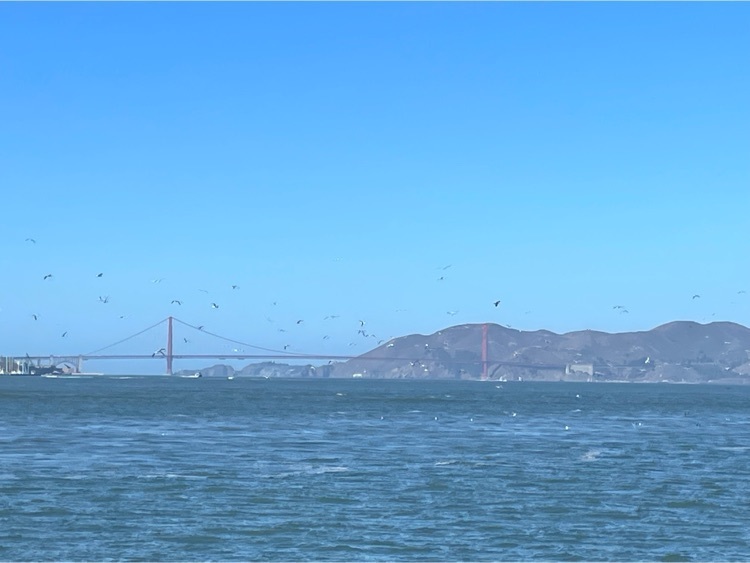 beautiful view of the bridge, water and birds 