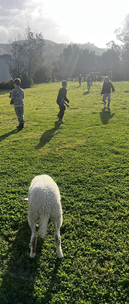sheep visit