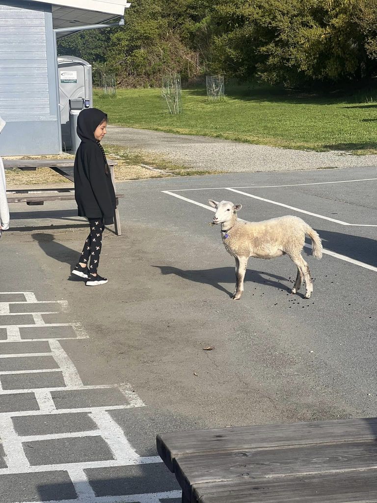 sheep visit