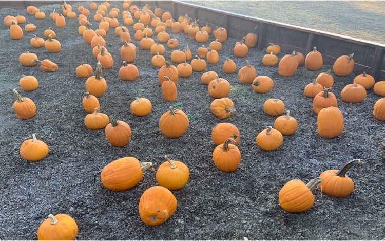 Our own pumpkin patch